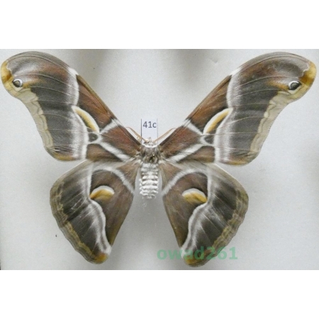 Samia cynthia (Drury, 1773) male ex. ovo India 112mm41c